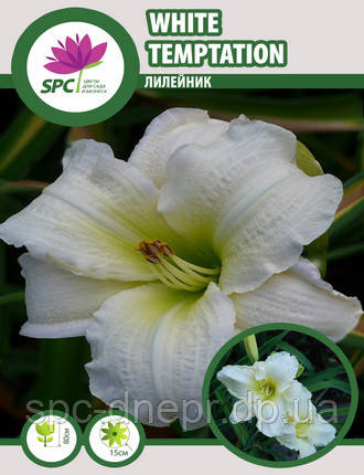 Лилейник White Temptation, фото 1