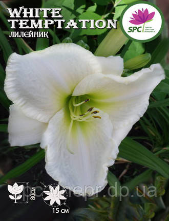 Лилейник White Temptation, фото 3