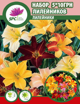 Лілейник по 10 гривень за 1 шт.
