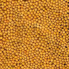 Насіння гірчиці МРІЯ еліта 1 репродукція