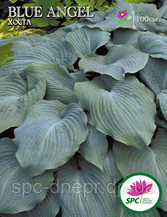 Хоста Blue Angel, фото 1