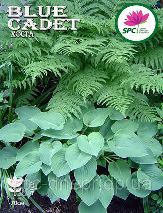 Хоста Blue Cadet, фото 1