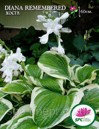 Хоста Diana Remembered, фото 2