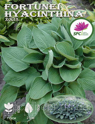 Хоста Fortunei Hyacinthina