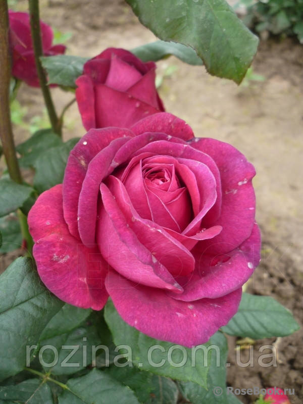 Саженцы розы "Гете" - фото 2 - id-p731082183