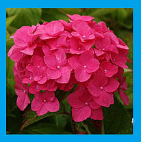 Гортензія крупнолисна Мася \ Hydrangea macrophylla "Masja" (саджанці 3 роки), фото 2