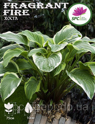 Хоста Fragrant Fire