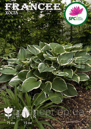 Хоста Francee, фото 2