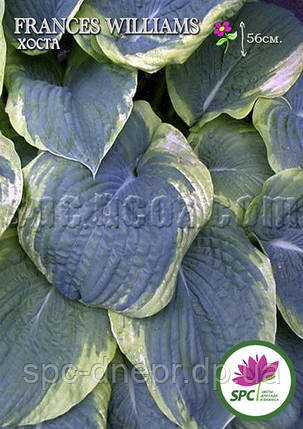 Хоста Frances Williams, фото 1