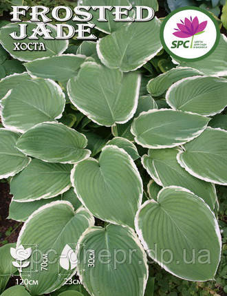Хоста Frosted Jade, фото 2