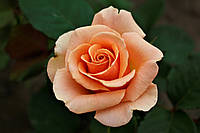 Саджанці троянд Версілія (Версилия, Versilia)
