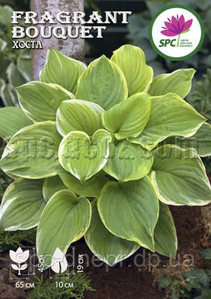 Хоста Fragrant Bouquet, фото 2