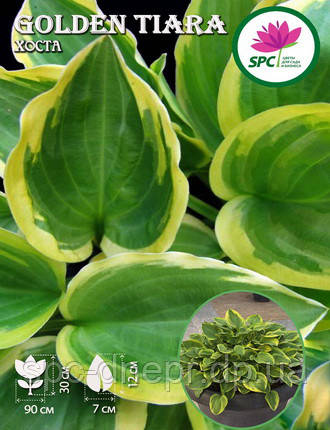 Хоста Golden Tiara
