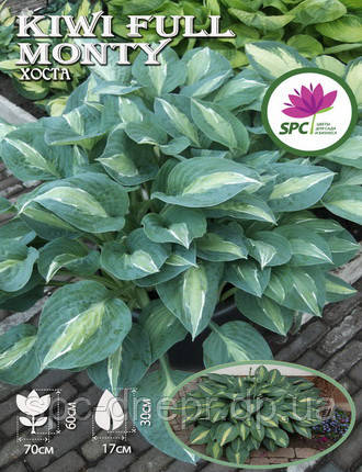 Хоста Kiwi Full Monty, фото 1