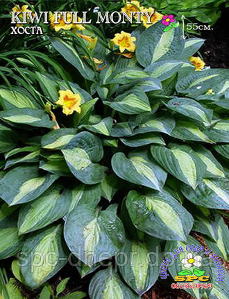 Хоста Kiwi Full Monty, фото 2