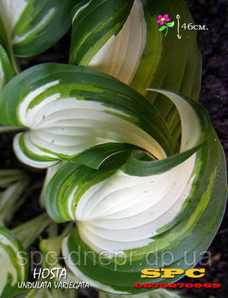 Хоста Undulata Mediovariegata