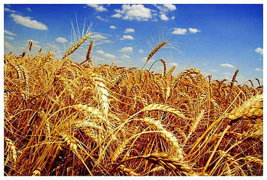 Пшениця стягуючи Зиск (еліта)