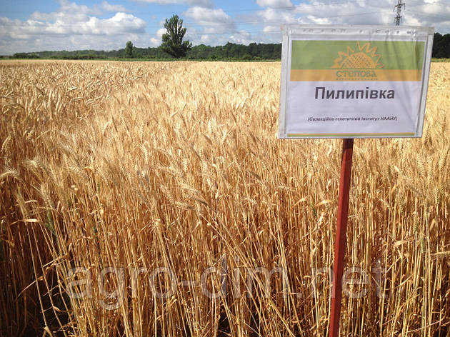 Насіння озимої пшениці Пилипівка (Еліта), фото 2