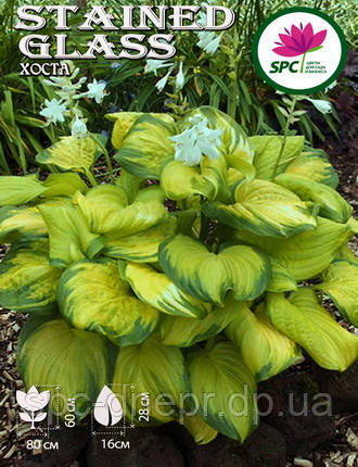Хоста Stained Glass, фото 1