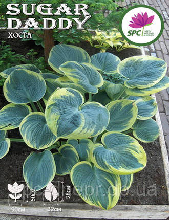 Хоста Sugar Daddy, фото 1