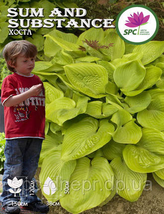 Хоста Sum and Substance