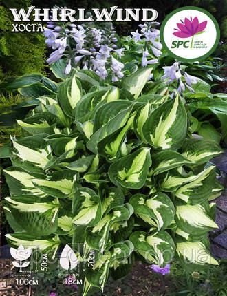 Хоста Whirlwind, фото 1