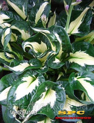Хоста Whirlwind, фото 2