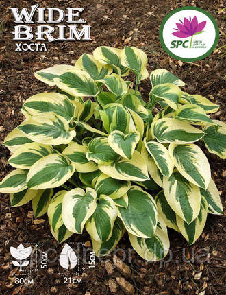 Хоста Wide Brim