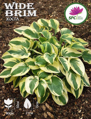 Хоста Wide Brim, фото 1