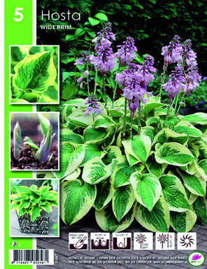 Хоста Wide Brim, фото 2