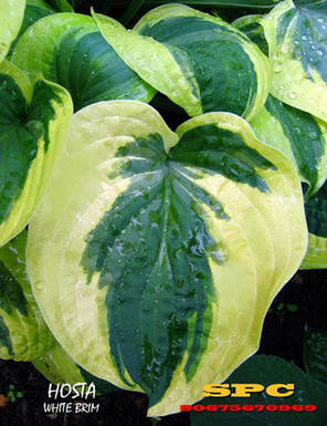 Хоста Wide Brim, фото 3