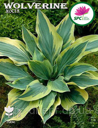 Хоста Wolverine