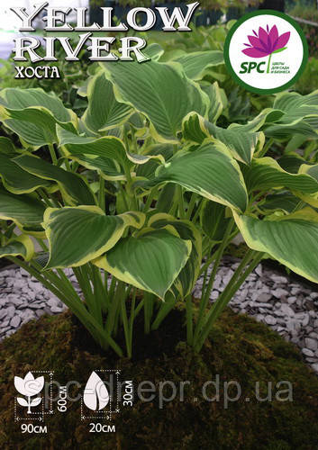 Хоста Yellow River