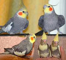 Корелла Німфа папуга яскравого кольору