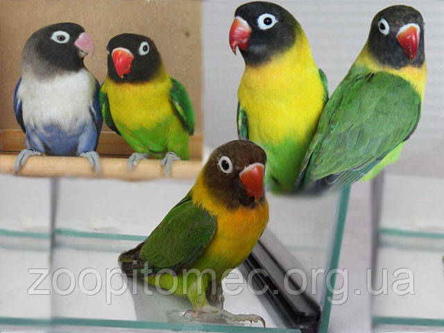 Неразлучник Масковый попугай зеленый (Agapornis personatus) - фото 2 - id-p4695084