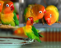 Неразлучник папуга фішер (Agapornis fischeri)