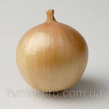 Насіння цибулі Франсіско 250 000 насіння Hazera (насіння праймоване), фото 1