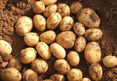 Картопля насіння Електра, середньорань 2 репродукція