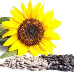 Корисні властивості насіння соняшнику