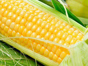 Насіння кукурудзи Добра F1, 2500 насіння, Lark Seeds (Ларк сидс), США