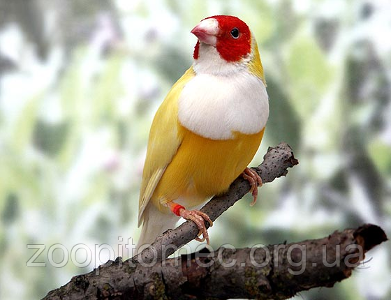 Гульдова амадина нашого розведення., фото 1