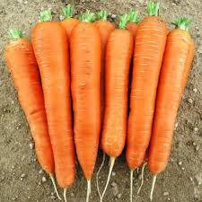 Насіння моркви Мацурі F1 (KS 7), 100000 насіння, Kitano (Кітано), Японія