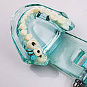 Модель верхньої й нижньої щелеп для стоматологів, фото 5
