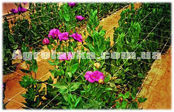 Сітка шпалерна біла (квіткова)