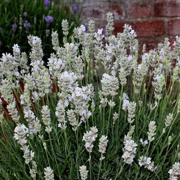 Лаванда вузьколисна Альба (контейнер 0,5л)