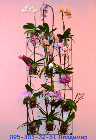 Фуксія, підставка для квітів на 12 чаш