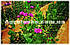 Сітка шпалерна квіткова 1,2 м х 500м/яч.15х15см, біла, Agreen (Угорщина), фото 4