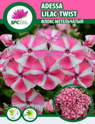 Флокс волотистий Adessa Lilac Twist, фото 2
