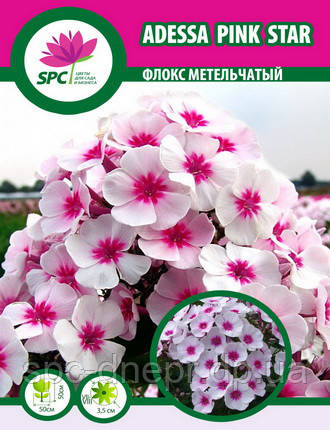 Флокс волотистий Adessa Pink Star, фото 2