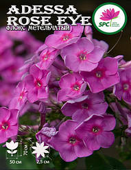 Флокс метильчастий Adessa Rose Eye